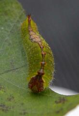 Acronicta clarescens