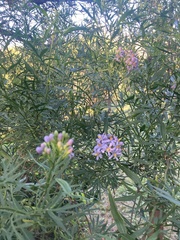 Solanum angustifidum