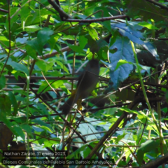 Leiothlypis virginiae