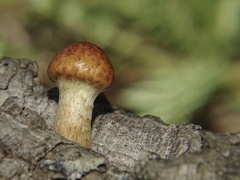 Gymnopilus suberis