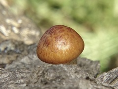 Gymnopilus suberis
