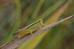 Mecostethus parapleurus