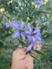 Solanum angustifidum
