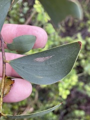Acacia julifera