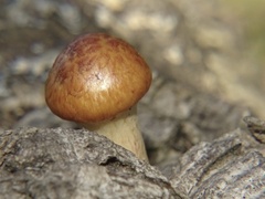 Gymnopilus suberis