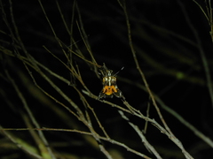 Hecatesia fenestrata