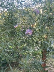 Solanum angustifidum