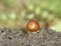 Gymnopilus suberis