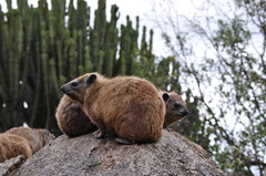 Procavia capensis johnstoni