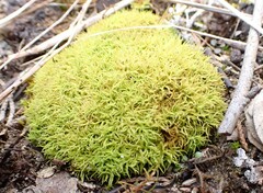Tortella tortuosa