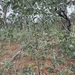 Acacia julifera curvinervia - Photo (c) Bruce McLennan, algunos derechos reservados (CC BY-NC), subido por Bruce McLennan