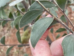 Acacia curvinervia