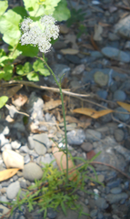 Perideridia californica