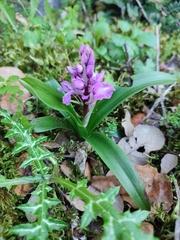 Orchis olbiensis