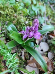 Orchis olbiensis