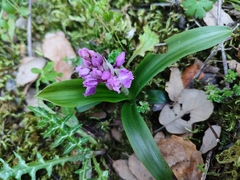 Orchis olbiensis