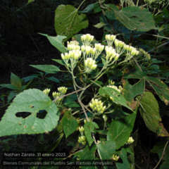 Ageratina petiolaris