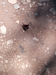 Marpesia zerynthia