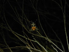 Hecatesia fenestrata