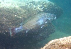 Argyrosomus japonicus