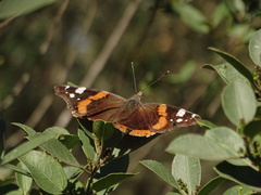 Vanessa atalanta atalanta