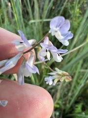 Vicia acutifolia