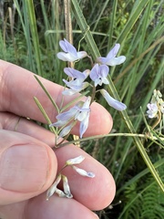 Vicia acutifolia