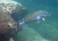 Argyrosomus japonicus