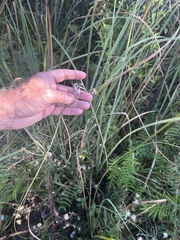 Vicia acutifolia