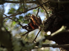 Vanessa atalanta atalanta
