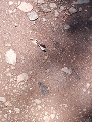 Marpesia zerynthia