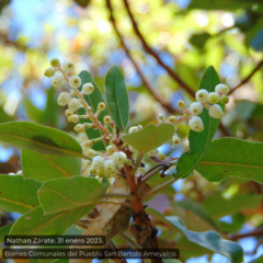 Arbutus