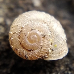 Vallonia costata
