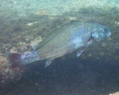 Argyrosomus japonicus