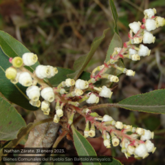 Arbutus