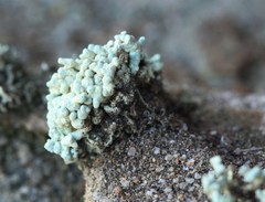 Lecanora phryganitis