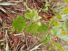 Toxicodendron radicans negundo