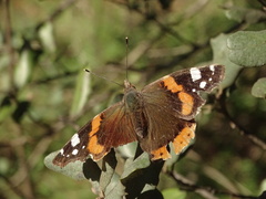 Vanessa atalanta atalanta