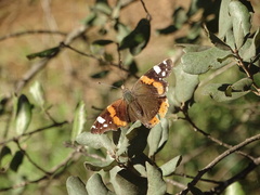 Vanessa atalanta atalanta