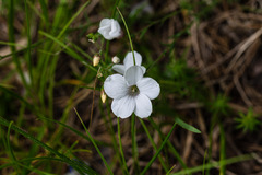 Linum suffruticosum