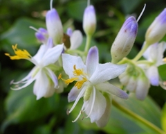 Tinantia macrophylla