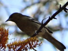 Icterus bullockii
