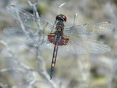 Celithemis ornata