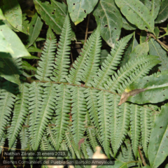 Dryopteris filix-mas
