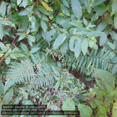 Dryopteris filix-mas