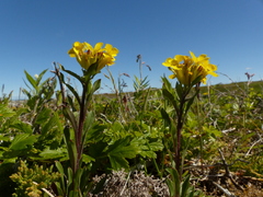 Erysimum inconspicuum coarctatum