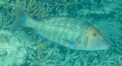 Lethrinus miniatus