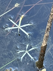 Utricularia radiata