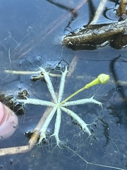 Utricularia radiata