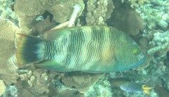 Cheilinus trilobatus